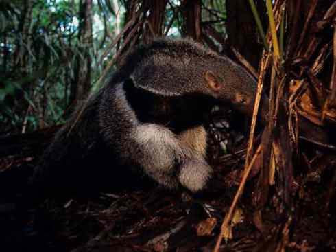 盘点十二大著名食蚁动物:食蚁兽 盘点十二大著名食蚁动物:食蚁兽