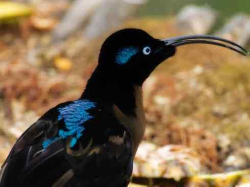 美丽无罪：雀鸟之极乐鸟