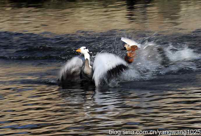 北京动物园的鸟类——舞（斑头雁）2
