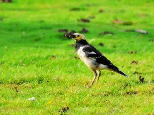 白头鸟系列：另类的美丽5