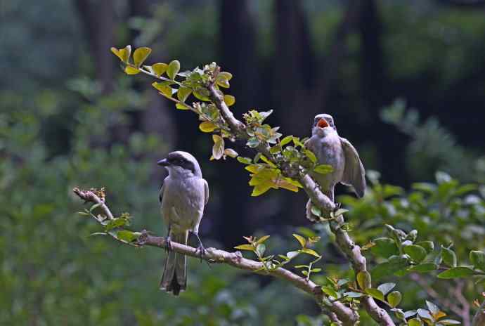 207.小伯劳成长记（3）亲鸟育儿篇
