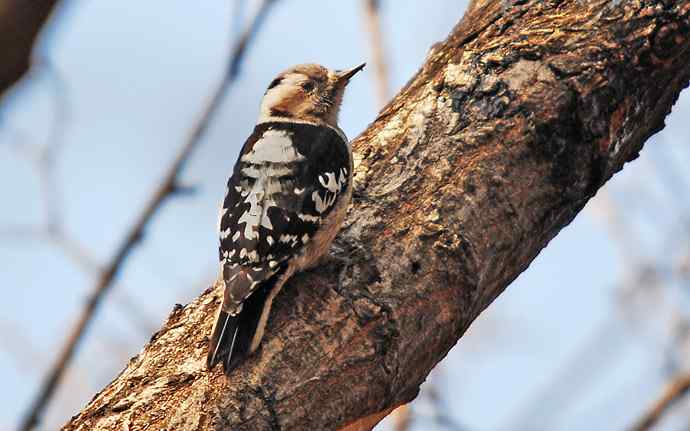 北京植物园赏鸟（十八），星头啄木鸟（组图）