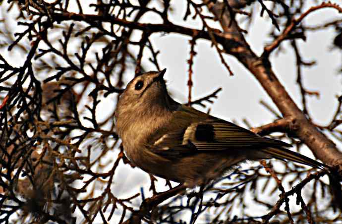 北京动物园的鸟类——戴菊 2
