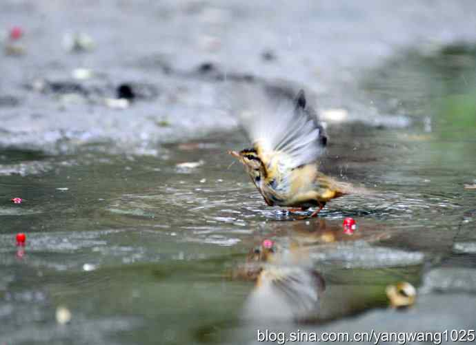 洗浴中的褐柳莺