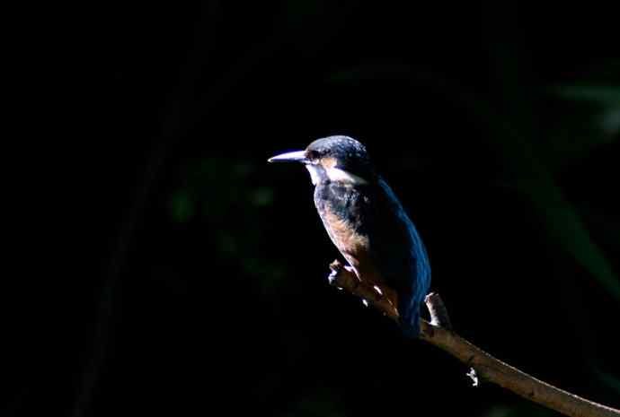 光影中的小小翠