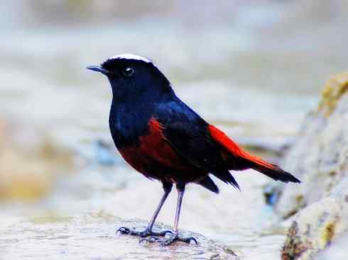 美丽无罪：雀鸟之溪鸲