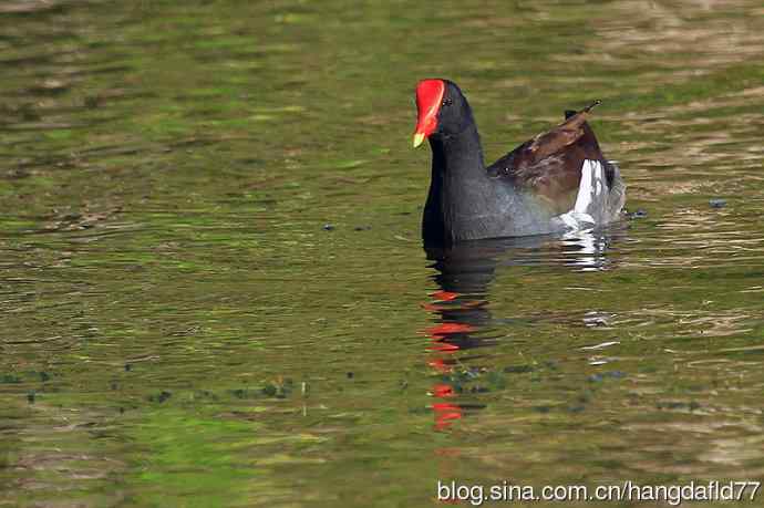 美国鸟类摄影——红冠水鸡（4）