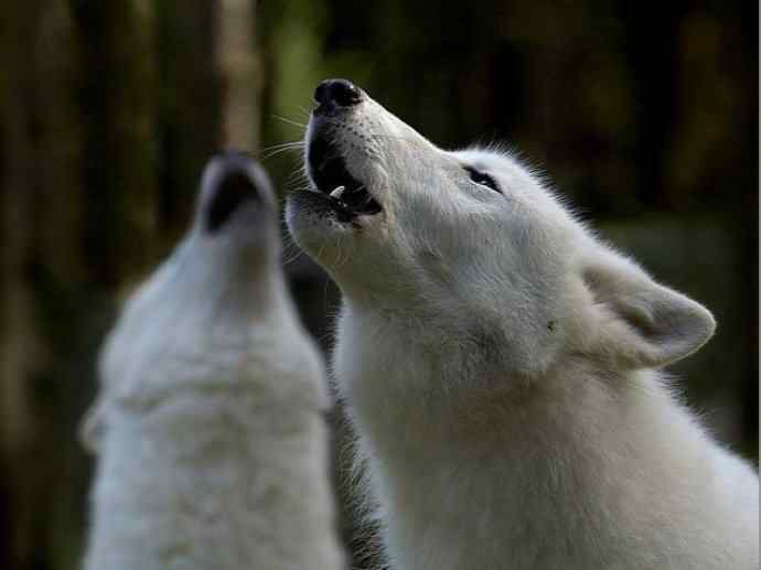 犬科：犬亚科犬属之灰狼