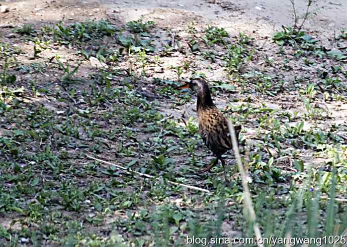 芦苇丛中的秧鸡 wbr2