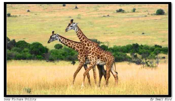 动物也有“同性恋”？