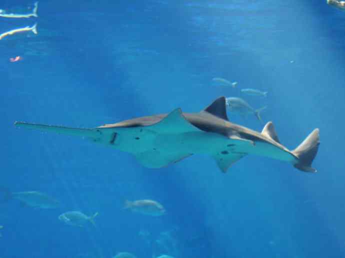 鱼类活化石：锯鳐