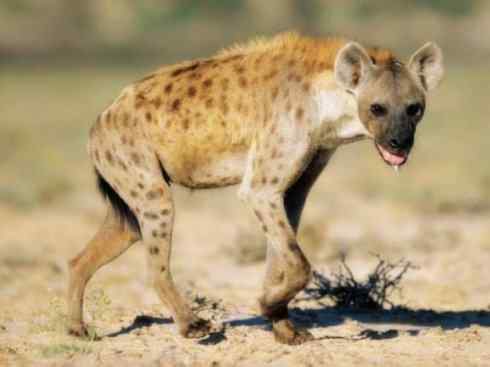 狈:传说的兽原型探秘(鬣狗)