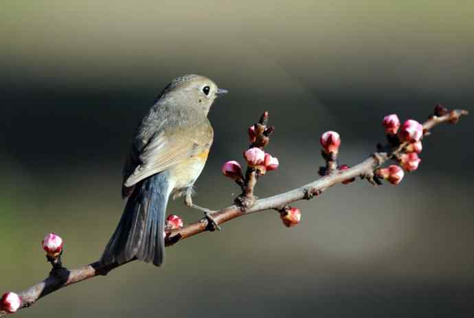 雌性红胁蓝尾鸲（42）