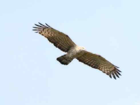 十大喜食蜂蜜动物：凤头蜂鹰