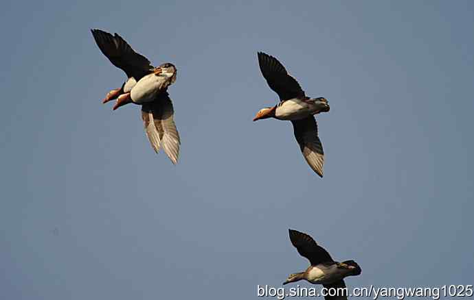 鸳鸯 wbr1 鸳鸯 wbr1