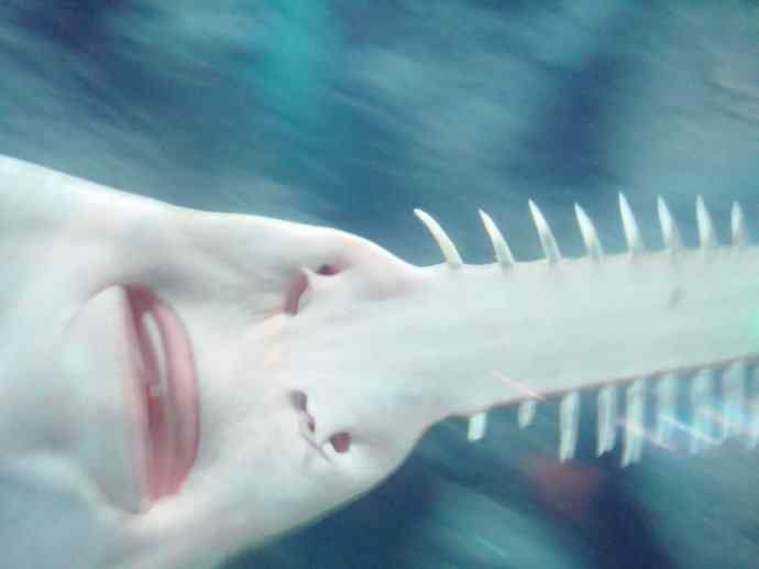 鱼类活化石：锯鳐