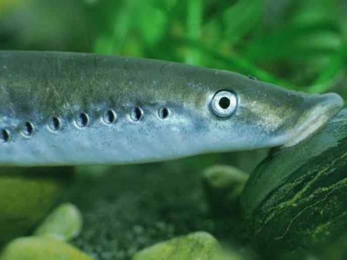 鱼类活化石：七鳃鳗