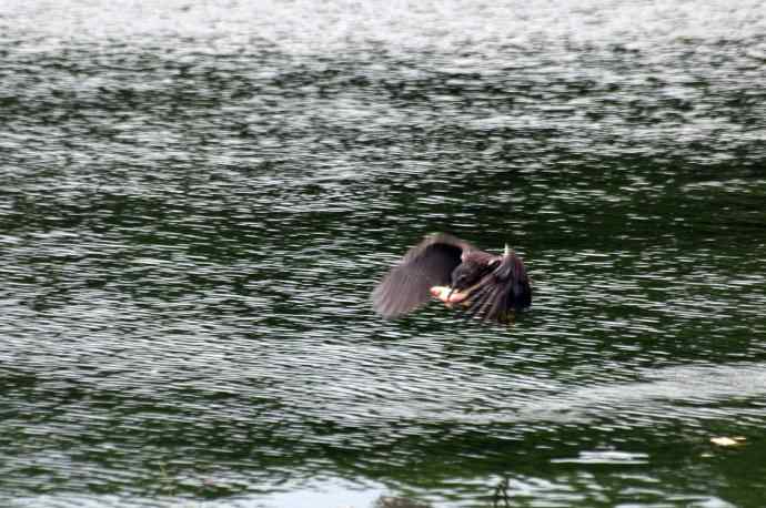 北海也有夜鹭飞(记实版) 北海也有夜鹭飞(记实版)
