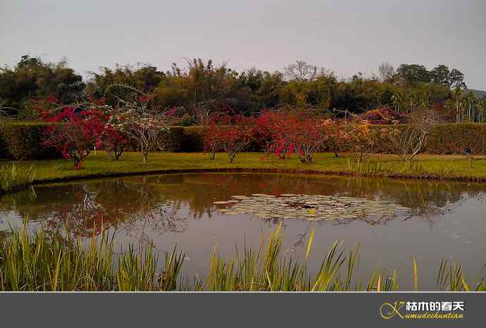 西双版纳拍鸟之二【实拍】