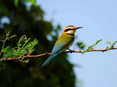 绝色攀禽:佛法僧目之蜂虎4 绝色攀禽:佛法僧目之蜂虎4