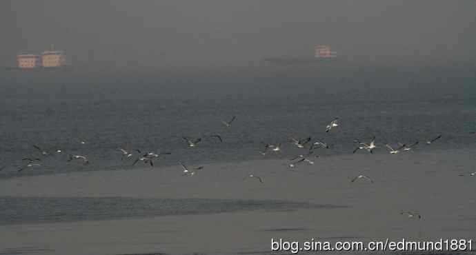 吴淞炮台湾湿地公园3月鸟况