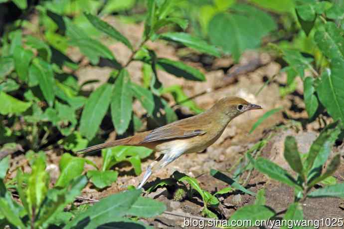 厚嘴苇莺（1）