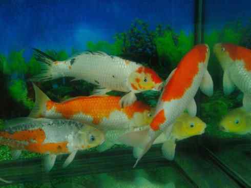 龙:传说的兽原型探秘(鲤鱼) 龙:传说的兽原型探秘(鲤鱼)