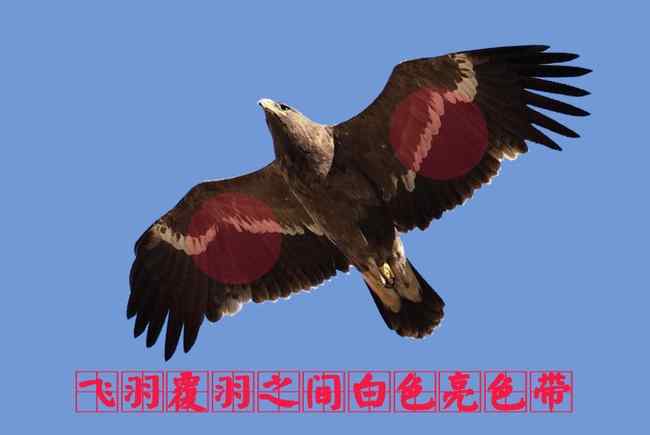 草原雕幼鸟 猛禽大全——中国东部地区27种迁徙类猛禽辨识