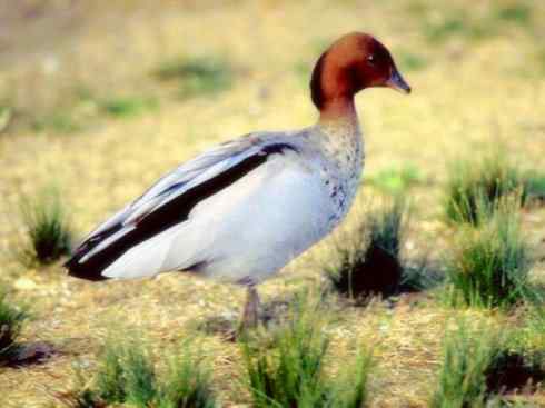 家禽驯化之源之十一