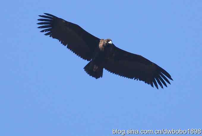 秃鹫和十渡的几只大鸟