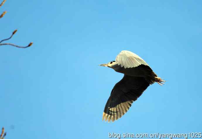 北京动物园的鸟类——落向枝头的夜鹭（1）