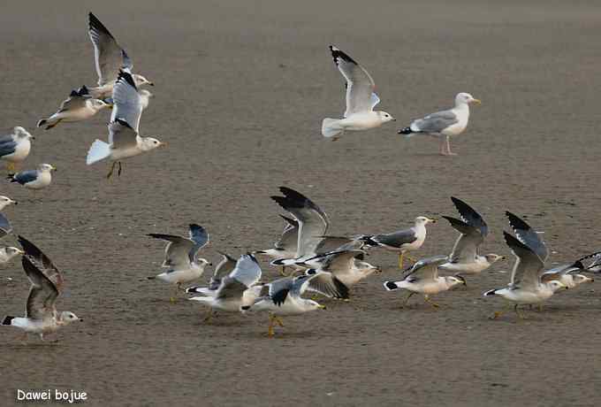 秋季到海滨来看鸟