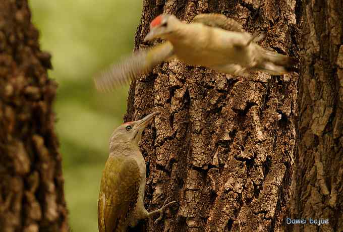 植物园:紫背.白眉和绿啄 植物园:紫背.白眉和绿啄