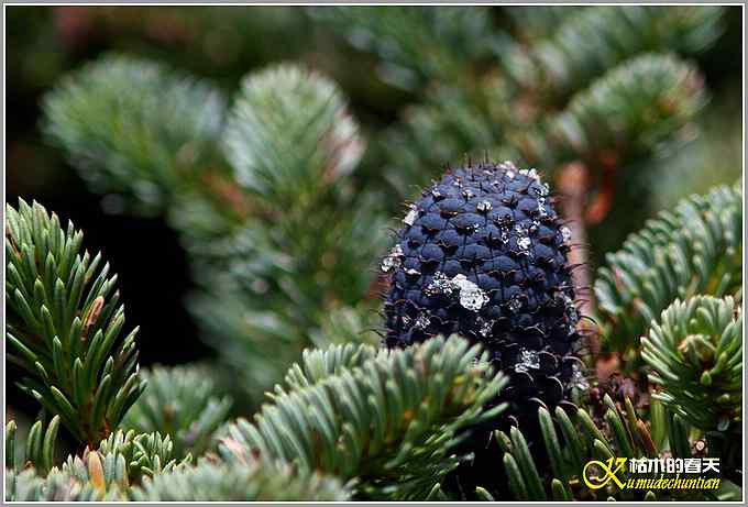川西高原的那云、那山、那水、那些花儿【照片】