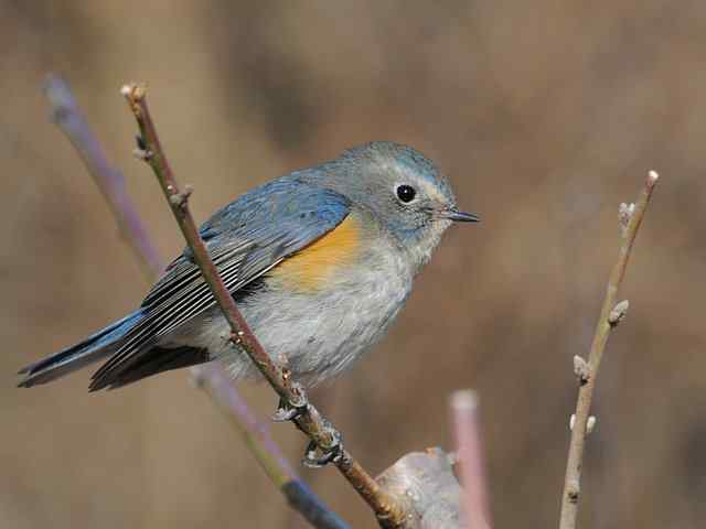 植物园拍摄红胁蓝尾鸲