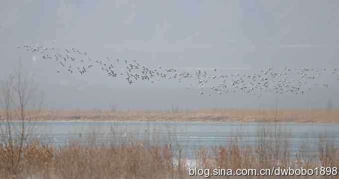 落地大鵟让偶急