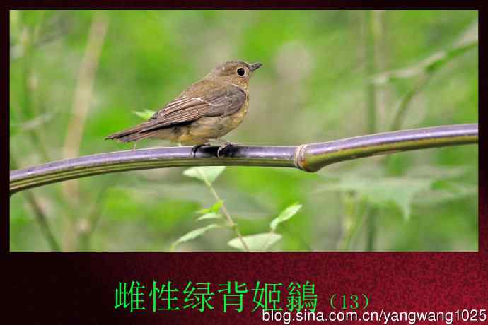 北京天坛公园的鸟类——雌性绿背姬鶲（13）