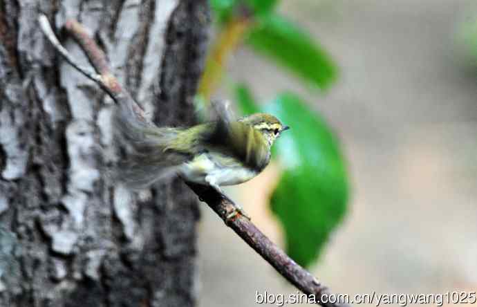 黄眉柳莺（15）