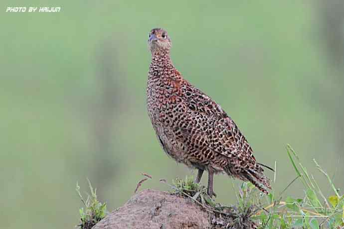 野鸭湖鈥斺敶瞥肪憋