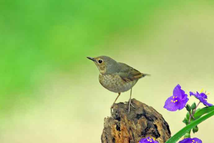 雌性蓝歌鸲与紫露草（2）