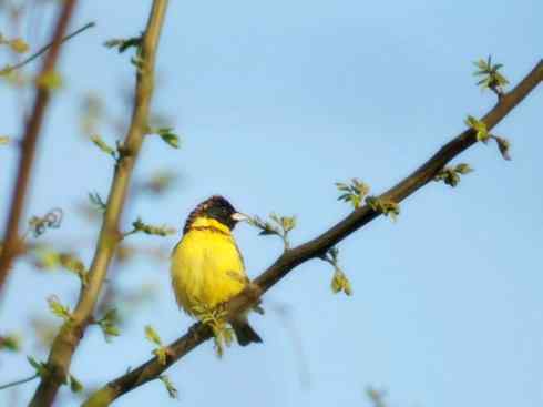 家禽驯化之源之十八 家禽驯化之源之十八