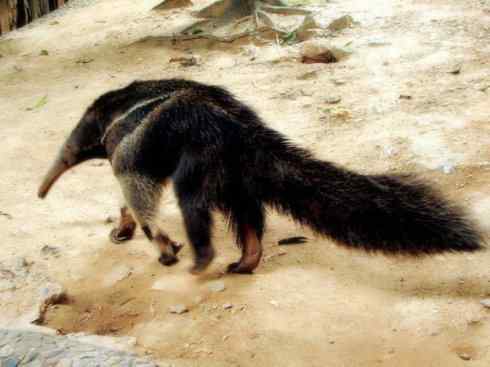 动物世界：山寨还是原创之五