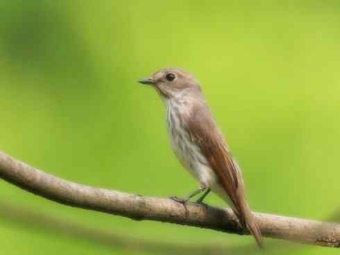 美丽无罪：雀鸟之仙鹟