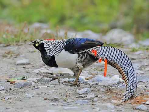 凤凰：传说中的鸟原型探秘（锦鸡）