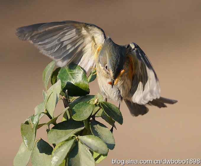大卫携红胁GG飞版拜年