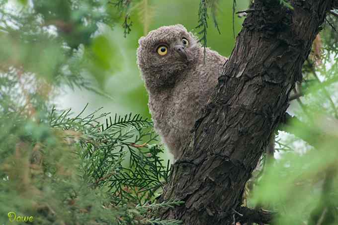 偶遇东方角鸮宝宝