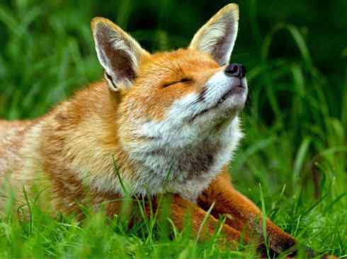 犬科：狐亚科狐属