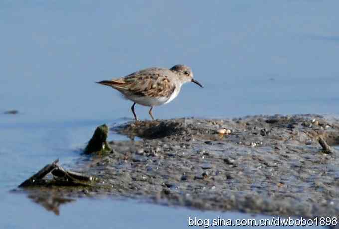 沙河云光水色鸟影