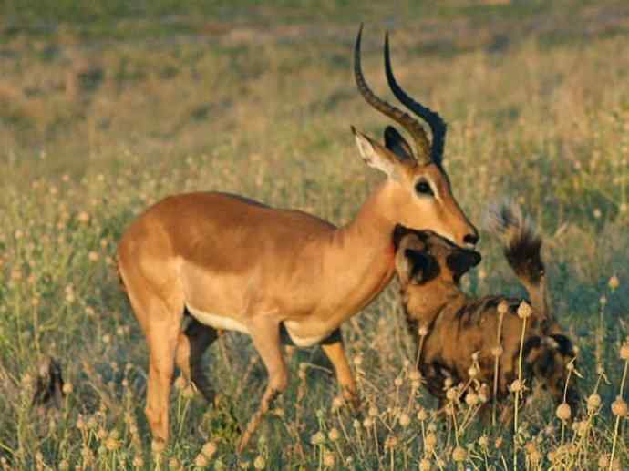 犬科：薮犬亚科非洲野犬属之非洲野犬