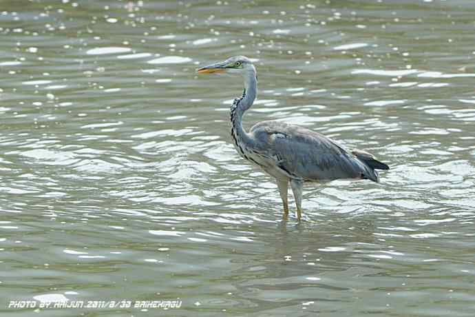 偶遇电线版黄爪隼（附议）